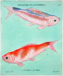 Poisson rouge chinois, 18ème siècle