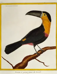 Toucan à bec cannelé (Ramphastos vitellinus), de Histoire naturelle des oiseaux