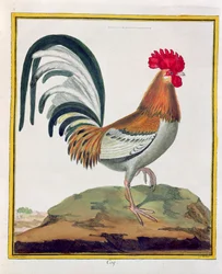 Coq, tiré de « Histoire Naturelle des Oiseaux » de Georges de Buffon (1707-88), publié en 1777