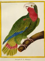 Perroquet cubain (Amazona leucocephala), de Histoire naturelle des oiseaux