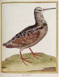 La bécasse, planche 885 de zoologie tirée de 