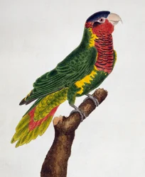 Loriquet orné (Trichoglossus ornatus), de Histoire naturelle des oiseaux