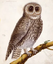 Hibou, de 