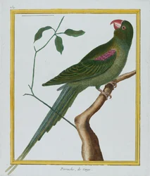 Perruche, de Gingi, vers 1770-86