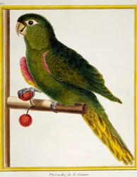Ara à épaulettes rouges (Diopsittaca nobilis), de Histoire naturelle des oiseaux
