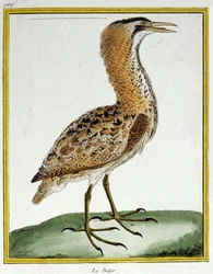 Science. Zoologie. Butor. Gravure par François Nicolas Martinet dans : Histoire naturelle des oiseaux, par Georges Louis Leclerc de Buffon, France, c.1777