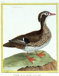 Science. Zoologie. Sarcelle de Chine. Gravure de François Nicolas Martinet dans : Histoire naturelle des oiseaux, par Georges Louis Leclerc de Buffon, France, vers 1777