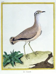 Science. Zoologie. Courvite isabelle. Gravure par François Nicolas Martinet dans : Histoire naturelle des oiseaux, par Georges Louis Leclerc de Buffon, France, c.1777 (gravure en couleur)