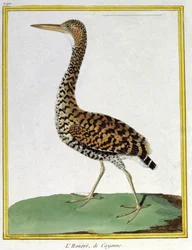 Science. Zoologie. Héron de Cayenne (Guyane française). Gravure de François Nicolas Martinet dans : Histoire naturelle des oiseaux, par Georges Louis Leclerc de Buffon, France, vers 1777 (gravure en couleur)