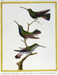 Science. Zoologie. Colibri de Saint-Domingue, Mexique et Jamaïque. Gravure par François Nicolas Martinet dans : Histoire naturelle des oiseaux, par Georges Louis Leclerc de Buffon, France, c.1777