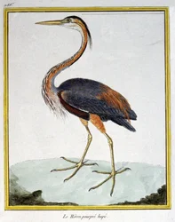 Science. Zoologie. Héron pourpré. Gravure par François Nicolas Martinet dans : Histoire naturelle des oiseaux, par Georges Louis Leclerc de Buffon, France, c.1777