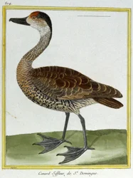 Science. Zoologie. Canard de Santo Domingo. Gravure de François Nicolas Martinet dans : Histoire naturelle des oiseaux, par Georges Louis Leclerc de Buffon, France, c.1777