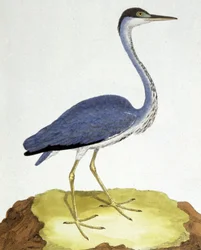 Le Héron