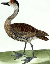 Le Canard Siffleur
