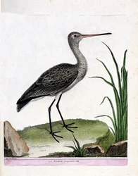 Planche zoologique (ornithologie) : la barge proprement dite (barge à queue noire ou Limosa limosa). Illustration dans « L