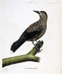 Tableau zoologique (ornithologie) : le casse-noix (nucifraga caryocatactes) sur une branche. Illustration dans « L