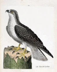 Planche zoologique (ornithologie) : balbuzard pêcheur (pandion haliaetus). Illustration dans « L