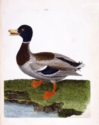 Planche zoologique (ornithologie) : canard colvert (anas platyrhynchos). Illustration dans « L
