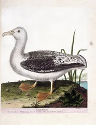 Planche zoologique (ornithologie) : l