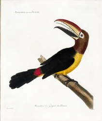 Planche zoologique (ornithologie) : Aracaris, vulgairement toucan (aracari vert ou pteroglossus viridis)