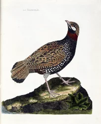 Planche zoologique (ornithologie): francolin (francolin noir ou Francolinus francolinus). Illustration dans «L