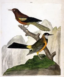 Planche zoologique (ornithologie): oriole de Baltimore (Baltimore oriole ou Icterus bonana) et oriole de Guyane (Martinique oriole ou Icterus bonana) sur une branche. Illustration dans 