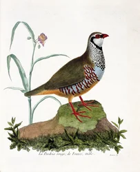Planche zoologique (ornithologie) : La perdrix rouge de France, mâle (perdrix rouge ou alectoris rufa). Illustration dans « L