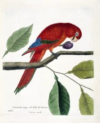 Planche zoologique (ornithologie) : Perruche rouge de l