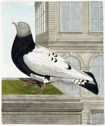 Planche zoologique (ornithologie) : Le pigeon romain (columba livia). Illustration dans « L