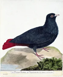 Planche zoologique (ornithologie) : le pigeon de Madagascar (alectroenas madagascariensis). Illustration dans « L