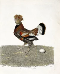 Planche zoologique (ornithologie) : la poule domestique (gallus gallus) et son œuf. Illustration dans « L