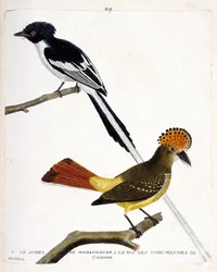 Planche zoologique (ornithologie). En haut : schel de Madagascar (tchitrec malgache ou terpsiphone mutata). En bas : roi des gobemouches (gobemouche ou roi des gobemouches) de Cayenne (Gobemouche couronné ou onychorhynchus coronatus). Illustration dans « L