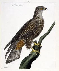 Planche zoologique (ornithologie): Milvus migrans noir sur une branche. Illustration dans 