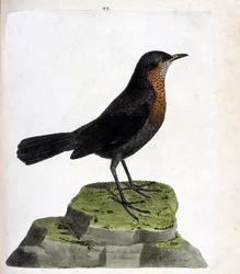Planche zoologique (ornithologie) : Merle femelle (merle noir ou turdus merula). Illustration dans « L