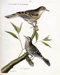 Planche zoologique (ornithologie) : de haut en bas : la pipit rousseline (anthus campestris) et la pipit farlouse (anthus pratensis) sur une branche. Illustration dans « L
