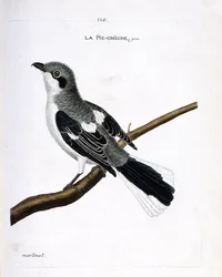 Planche zoologique (ornithologie) : la pie-grièche grise (lanius excubitor) sur une branche. Illustration dans « L