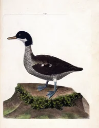 Carte zoologique (ornithologie) : sarcelle de Java (anas gibberifrons). Illustration dans « L