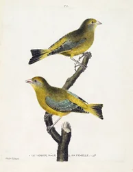 Planche zoologique (ornithologie) : mâle et femelle verdier (carduelis chloris) sur une branche. Illustration dans « L
