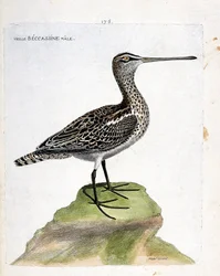Planche zoologique (ornithologie) : vieille bécassine (bécassine des marais ou gallinago gallinago). Illustration dans « L