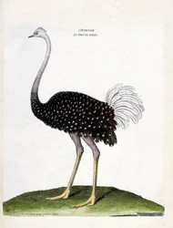 Planche zoologique (ornithologie) : l