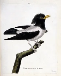 Planche zoologique (ornithologie) : étourneau rose (étourneau rosé ou sturnus roseus) sur une branche. Illustration dans « L