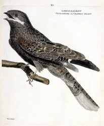 Planche zoologique (ornithologie) : l