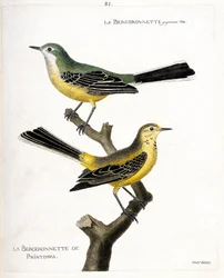 Planche zoologique (ornithologie) : la bergeronnette printanière (motacilla flava) sur une branche. Illustration dans « L