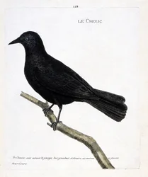 Planche zoologique (ornithologie) : le choucas des tours (corvus monedula) sur une branche. Illustration dans « L