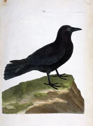 Planche zoologique (ornithologie) : Le corbeau (corbeau noir ou corvus corone). Illustration dans « L
