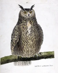 Planche zoologique (ornithologie) : le duc ou grand-duc (grand-duc ou bubo bubo) sur une branche. Illustration dans « L