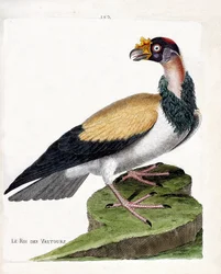 Planche zoologique (ornithologie) : le roi des vautours (sarcoramphus papa). Illustration dans « L