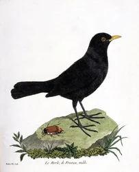 Planche zoologique (ornithologie) : le merle mâle (merle noir ou Turdus merula). Illustration dans « L
