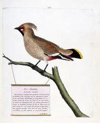 Planche zoologique (ornithologie) : le jaseur boréal (bombycilla garrulus) sur une branche. Illustration dans « L
