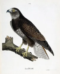 Carte zoologique (ornithologie) : buse variable (buteo buteo) sur une branche. Illustration dans « L